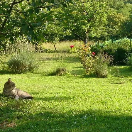Flora Appartement Drivenik