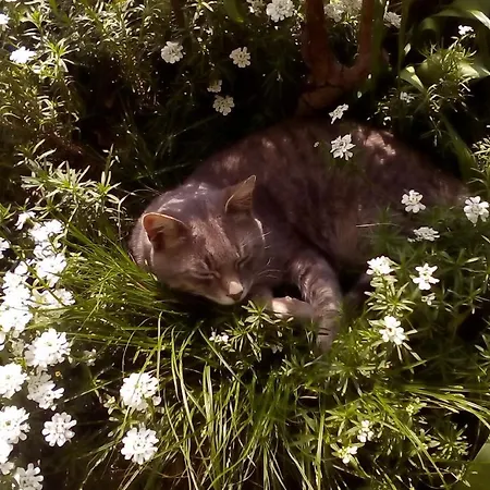 Appartement Flora Drivenik