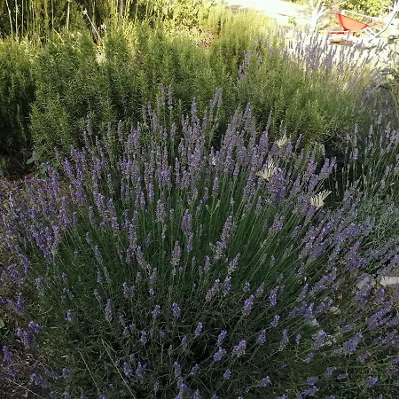 Flora Apartamento Drivenik