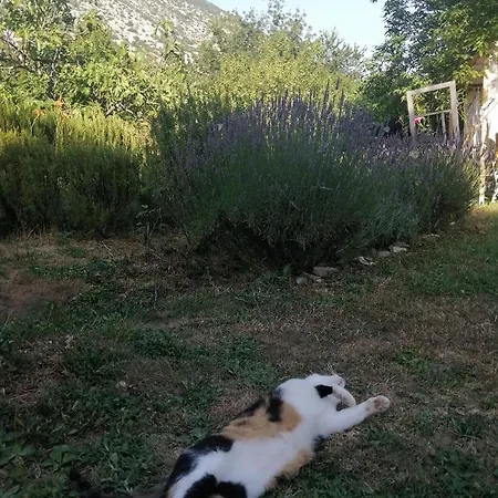 Flora Apartamento Drivenik