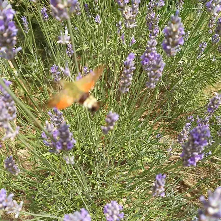 Flora