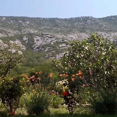 Flora