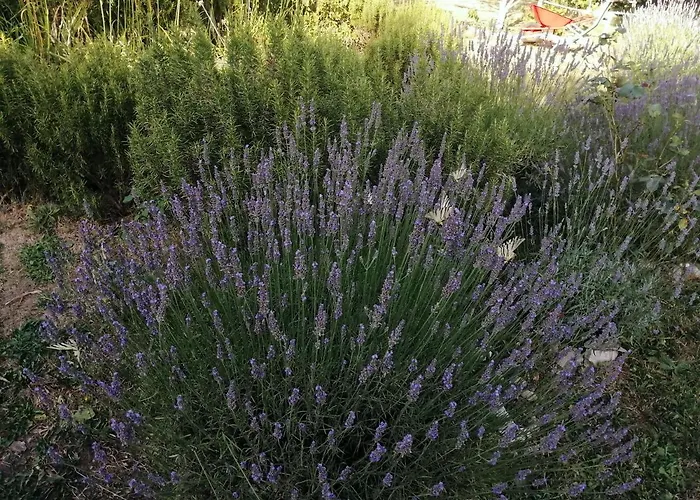 Flora 公寓 Drivenik